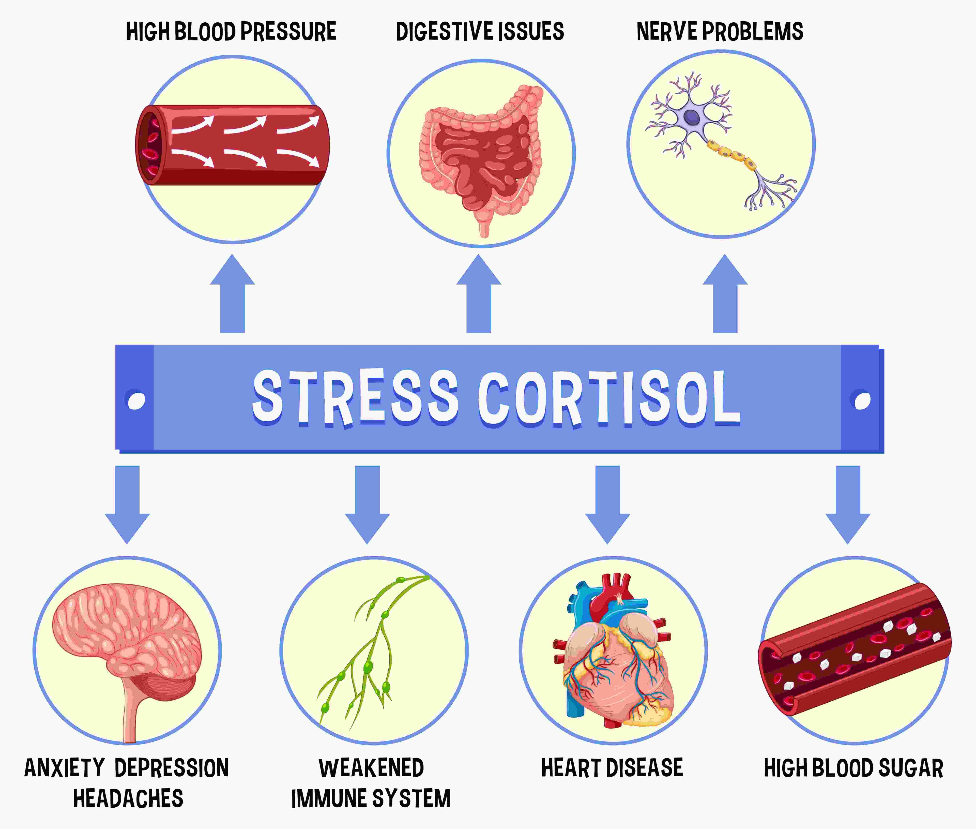 What is Cortisol: The Stress Hormone